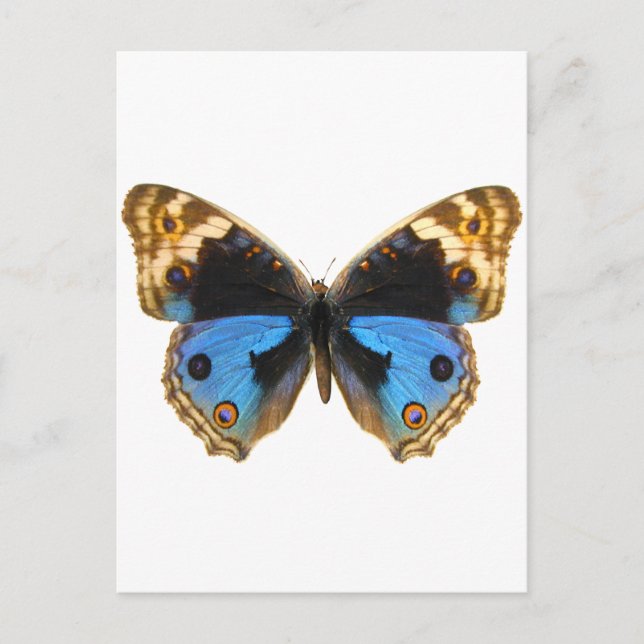 Blue Pansy Butterfly Postkarte (Vorderseite)