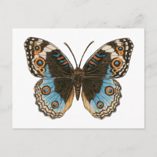 Blue Pansy Butterfly Postkarte