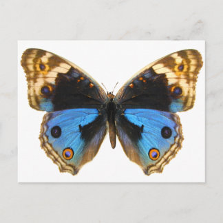 Blue Pansy Butterfly Postkarte