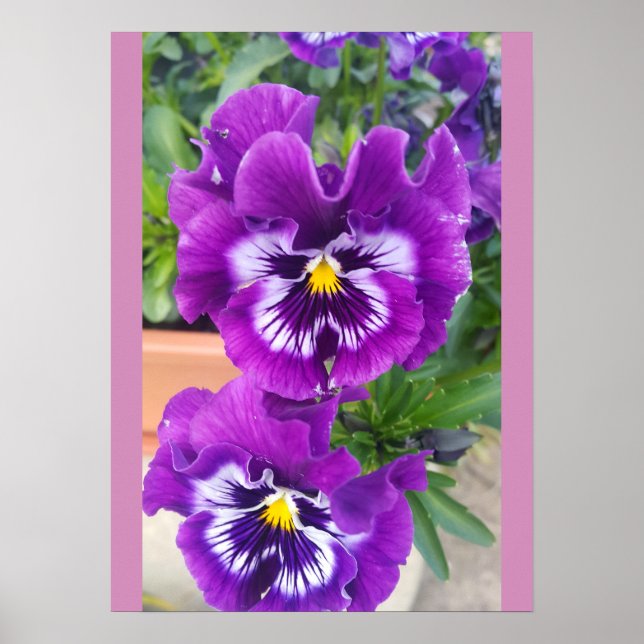Blue Pansy Pansies Flower Floral Garden Poster (Vorne)