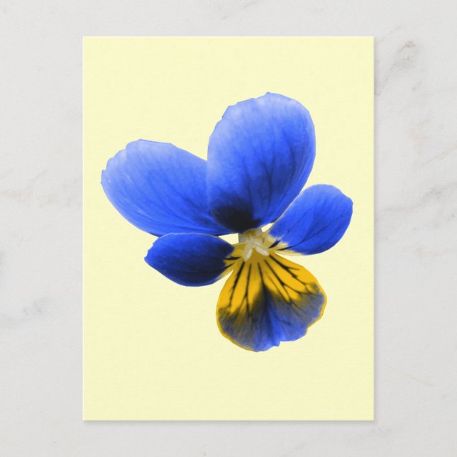 Blue Pansy Postcard Postkarte (Vorderseite)