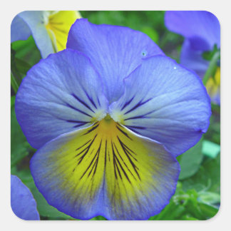 Blue Pansy Quadratischer Aufkleber