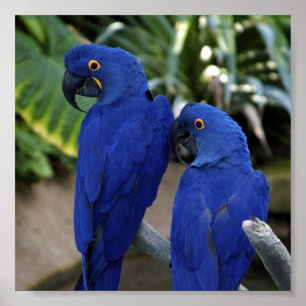 Blue Paprots Foto Poster
