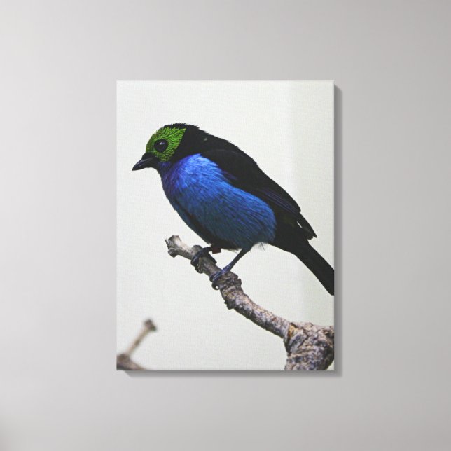 Blue Paradise Tanger Wrapped Canvas Leinwanddruck (Vorderseite)