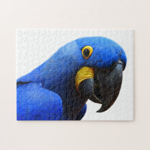 Blue Parrot Fotografie Puzzle