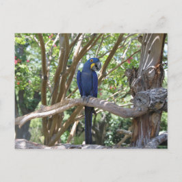 Blue Parrot Postkarte