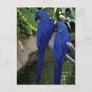 Blue Parrots Foto Postkarte