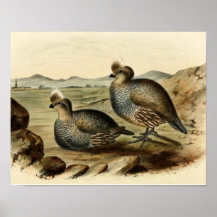 Blue Partridge Poster