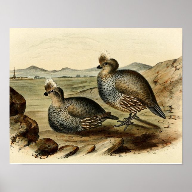 Blue Partridge Poster (Vorne)
