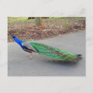 Blue Peacock #2 Postkarte