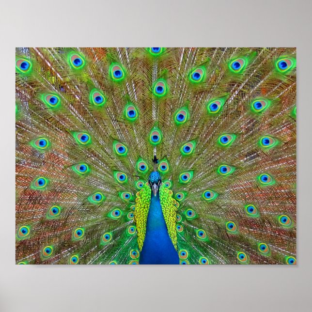 Blue Peacock #3 Poster (Vorne)