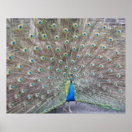 Blue Peacock Fantail Feathers Fotografisches Poste Poster