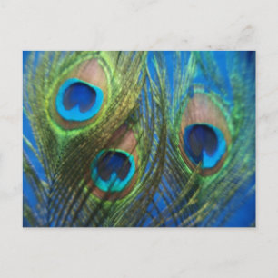 Blue Peacock Feathers Postkarte