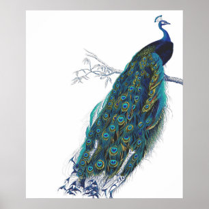 Blue Peacock mit schönen Federn aus Schwanz Poster