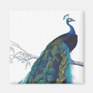 Blue Peacock mit wunderschönen Federn aus Schwanz Magnet