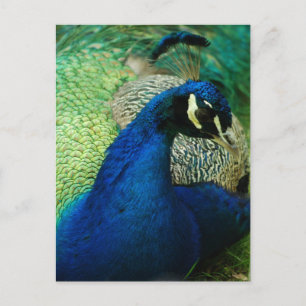 Blue Peacock Postcard Postkarte