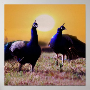 Blue peacocks poster