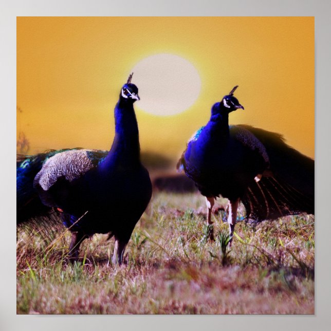Blue peacocks poster (Vorne)
