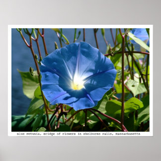 Blue Petunia auf der Brücke der Blume, Mass. Poster