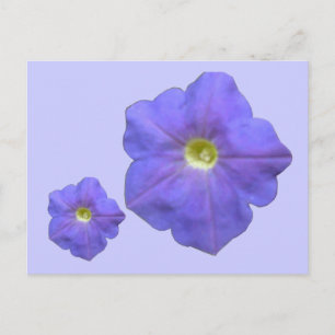 Blue Petunias Postcard Postkarte