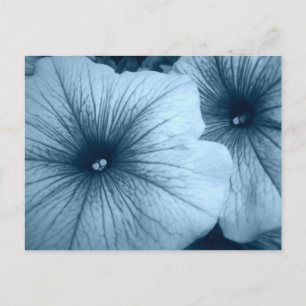 Blue Petunias Postkarte