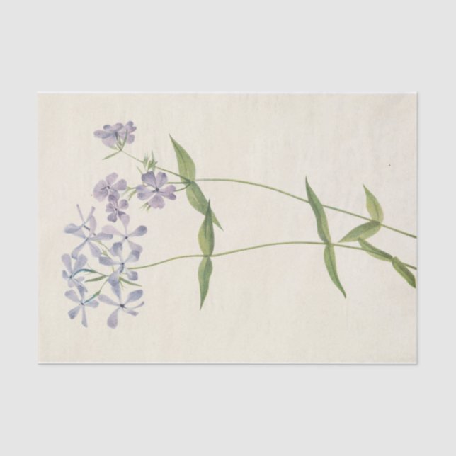 Blue Phlox von Mary Vaux Walcott Seidenpapier (Vorderseite)