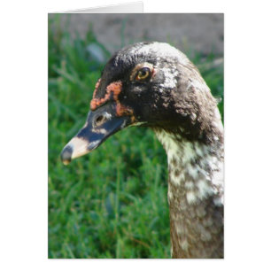 Blue Pied Muscovy Drake
