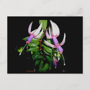 Blue & Pink Fushia Postkarte