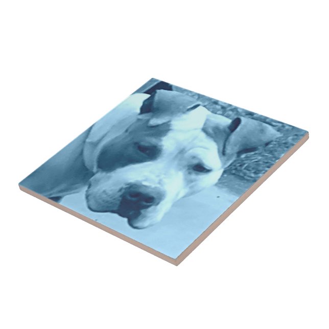 Blue Pit Bull Foto Tile Fliese (Seite)