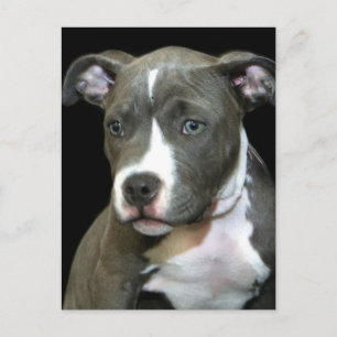 Blue Pitbull Puppy Postkarte