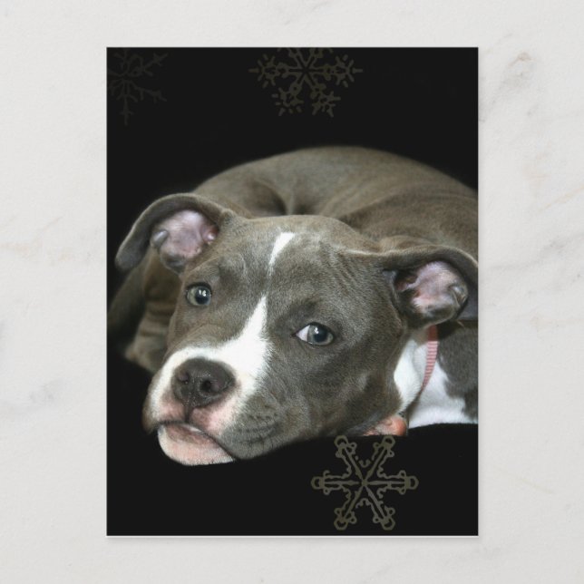 Blue Pitbull Puppy Postkarte (Vorderseite)