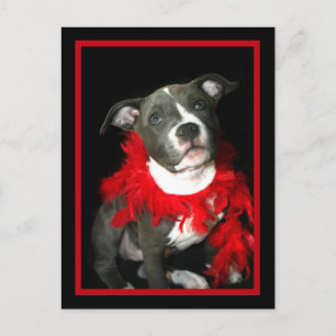 Blue Pitbull Puppy Postkarte