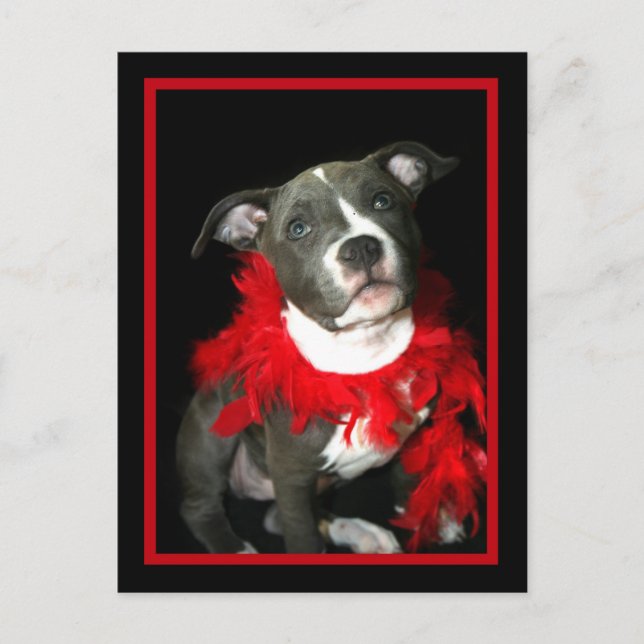 Blue Pitbull Puppy Postkarte (Vorderseite)