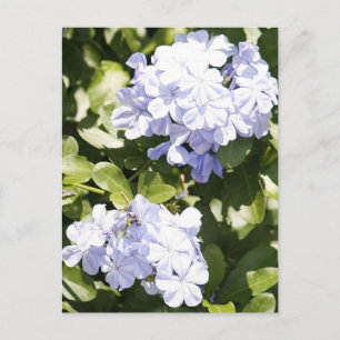 Blue Plumbago Blume Foto Postkarte