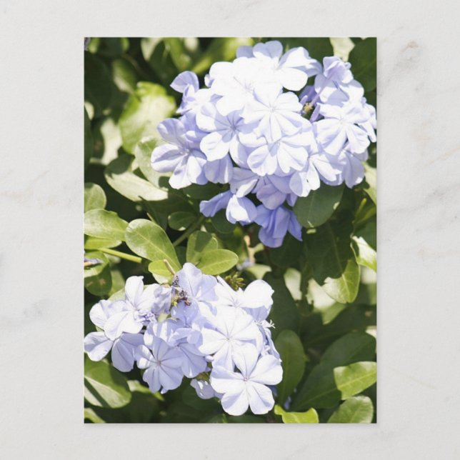 Blue Plumbago Blume Foto Postkarte (Vorderseite)