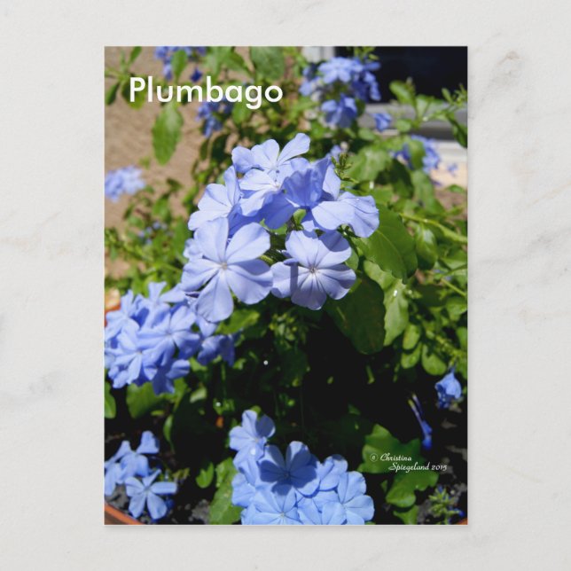 Blue Plumbago Blume Postcard Postkarte (Vorderseite)