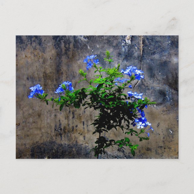 Blue Plumbago Blume Postkarte (Vorderseite)
