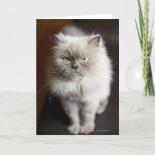 Blue Point Himalayan Cat wirkt irritiert Karte