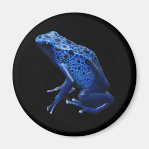 Blue Poison Dart Frog Magnet