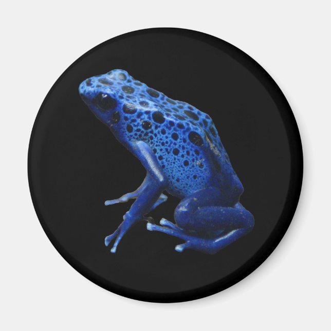 Blue Poison Dart Frog Magnet (Vorne)