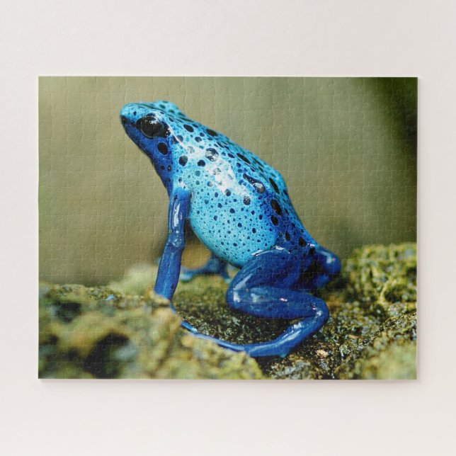 Blue Poison Dart Frog Nah-up, Jigsaw Puzzle (Horizontal)