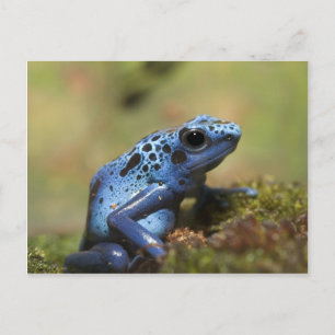 Blue Poison Dart Frog Postkarte