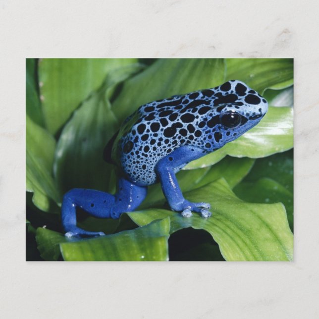 Blue Poison Dart Frog Postkarte (Vorderseite)