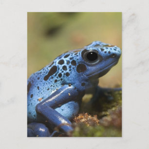 Blue Poison Dart Frog Postkarte