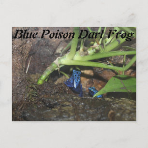 Blue Poison Dart Frosch # 2 Postkarte