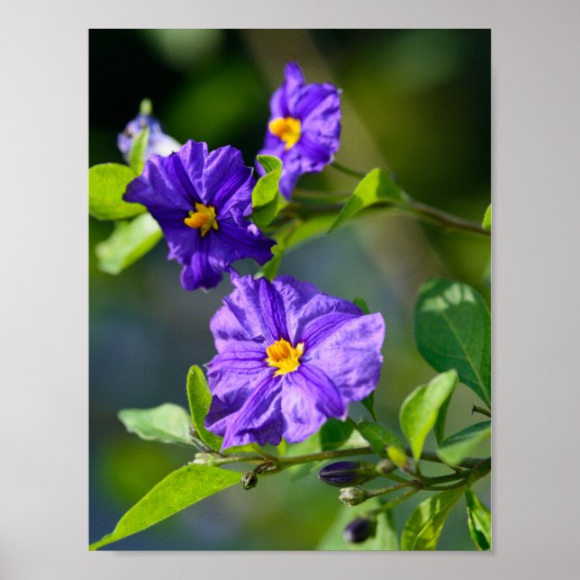Blue Potato Bush Poster (Vorne)