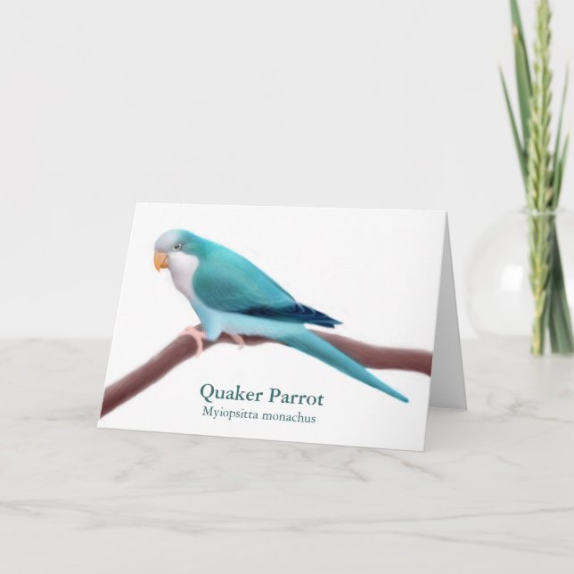 Blue Quaker Parrot Grußkarte Karte (Vorderseite)