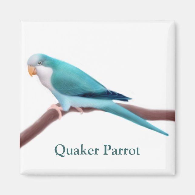Blue Quaker Parrot Magnet (Vorne)