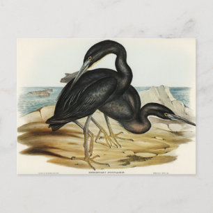 Blue Reef Heron von Elizabeth Gould Postkarte