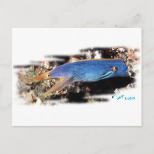 Blue Ribbon Eel Postkarte